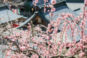 大縣神社、しだれ梅、梅園、2月の春の花、愛知県犬山市の観光・撮影スポットの画像と写真