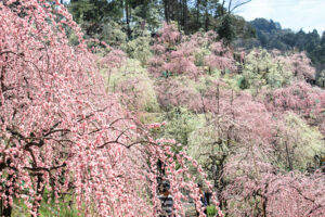 大縣神社、しだれ梅、梅園、2月の春の花、愛知県犬山市の観光・撮影スポットの画像と写真