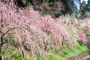 大縣神社、しだれ梅、梅園、2月の春の花、愛知県犬山市の観光・撮影スポットの画像と写真