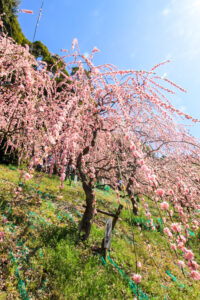大縣神社、しだれ梅、梅園、2月の春の花、愛知県犬山市の観光・撮影スポットの画像と写真