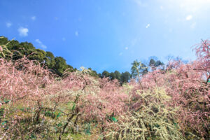 大縣神社、しだれ梅、梅園、2月の春の花、愛知県犬山市の観光・撮影スポットの画像と写真