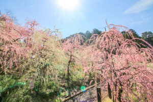 大縣神社、しだれ梅、梅園、2月の春の花、愛知県犬山市の観光・撮影スポットの画像と写真