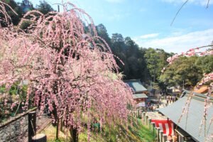 大縣神社、しだれ梅、梅園、2月の春の花、愛知県犬山市の観光・撮影スポットの画像と写真