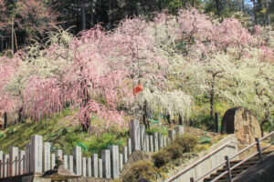 大縣神社、しだれ梅、梅園、2月の春の花、愛知県犬山市の観光・撮影スポットの画像と写真