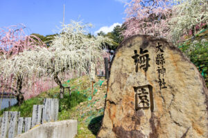 大縣神社、しだれ梅、梅園、2月の春の花、愛知県犬山市の観光・撮影スポットの画像と写真