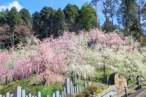 大縣神社、しだれ梅、梅園、2月の春の花、愛知県犬山市の観光・撮影スポットの画像と写真