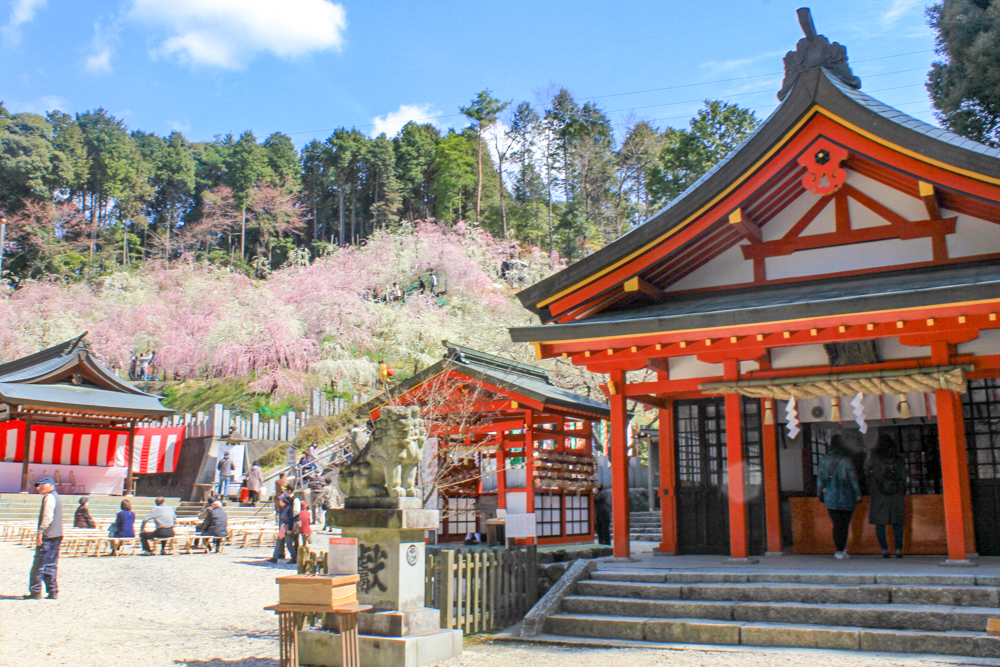 大縣神社、しだれ梅、梅園、2月の春の花、愛知県犬山市の観光・撮影スポットの画像と写真