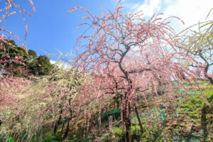 大縣神社、しだれ梅、梅園、2月の春の花、愛知県犬山市の観光・撮影スポットの画像と写真