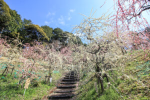 大縣神社、しだれ梅、梅園、2月の春の花、愛知県犬山市の観光・撮影スポットの画像と写真