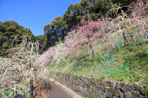 大縣神社、しだれ梅、梅園、2月の春の花、愛知県犬山市の観光・撮影スポットの画像と写真