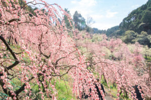大縣神社、しだれ梅、梅園、2月の春の花、愛知県犬山市の観光・撮影スポットの画像と写真