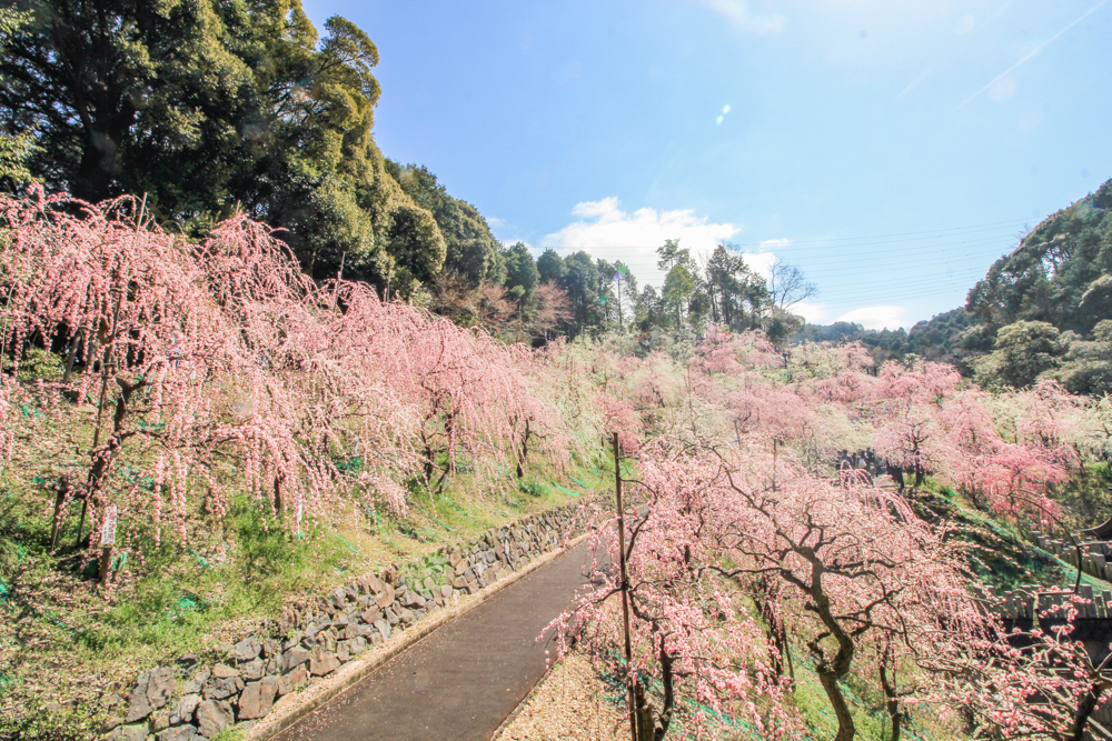大縣神社、しだれ梅、梅園、2月の春の花、愛知県犬山市の観光・撮影スポットの画像と写真