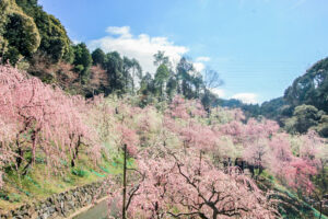 大縣神社、しだれ梅、梅園、2月の春の花、愛知県犬山市の観光・撮影スポットの画像と写真