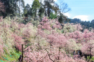 大縣神社、しだれ梅、梅園、2月の春の花、愛知県犬山市の観光・撮影スポットの画像と写真