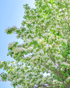 花遊庭、バラ、5月の夏の花、愛知県豊田市の観光・撮影スポットの画像と写真