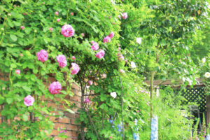 花遊庭、バラ、5月の夏の花、愛知県豊田市の観光・撮影スポットの画像と写真