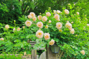 花遊庭、バラ、5月の夏の花、愛知県豊田市の観光・撮影スポットの画像と写真