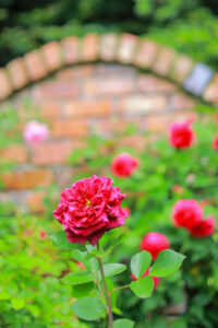 花遊庭、バラ、5月の夏の花、愛知県豊田市の観光・撮影スポットの画像と写真