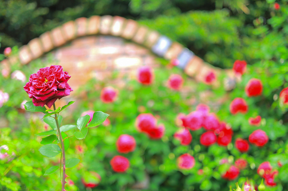 花遊庭、バラ、5月の夏の花、愛知県豊田市の観光・撮影スポットの画像と写真