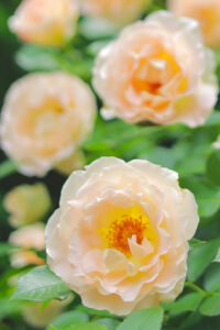 花遊庭、バラ、5月の夏の花、愛知県豊田市の観光・撮影スポットの画像と写真
