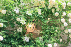花遊庭、バラ、5月の夏の花、愛知県豊田市の観光・撮影スポットの画像と写真
