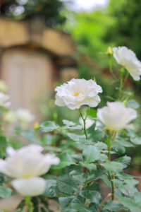花遊庭、バラ、5月の夏の花、愛知県豊田市の観光・撮影スポットの画像と写真