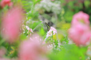 花遊庭、バラ、5月の夏の花、愛知県豊田市の観光・撮影スポットの画像と写真