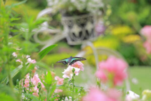 花遊庭、バラ、5月の夏の花、愛知県豊田市の観光・撮影スポットの画像と写真