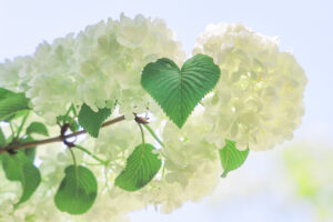 花遊庭、バラ、5月の夏の花、愛知県豊田市の観光・撮影スポットの画像と写真