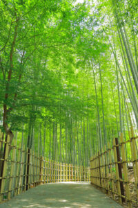高徳院、アジサイと竹林、６月の夏の花、愛知県豊明市の観光・撮影スポットの画像と写真