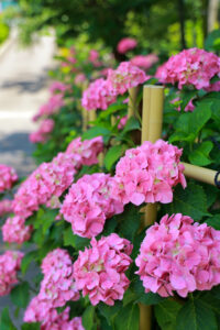 高徳院、アジサイと竹林、６月の夏の花、愛知県豊明市の観光・撮影スポットの画像と写真