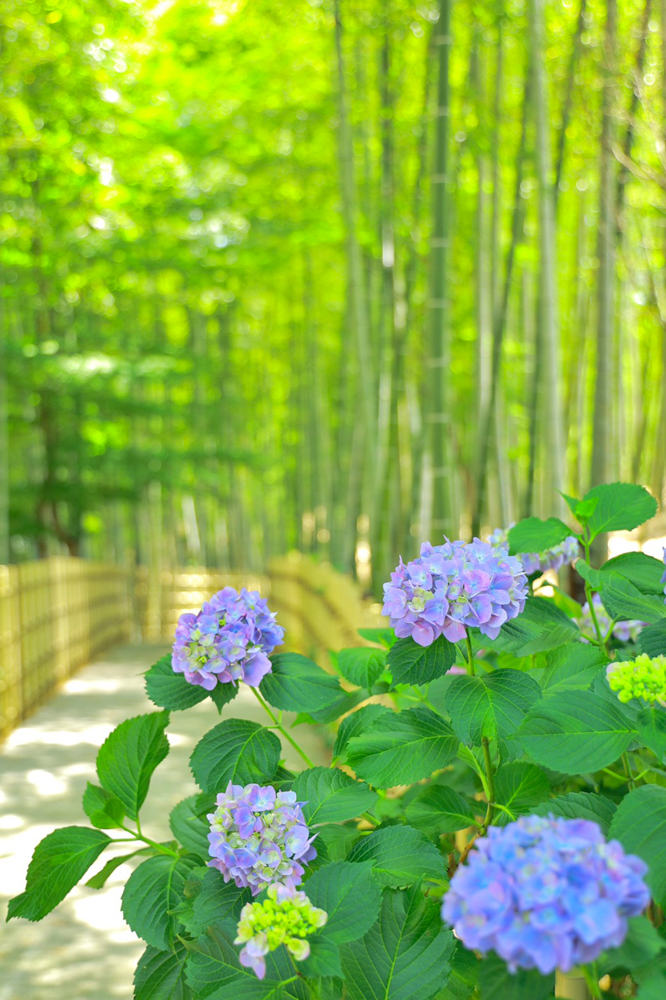 高徳院、アジサイと竹林、６月の夏の花、愛知県豊明市の観光・撮影スポットの画像と写真