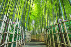 高徳院、アジサイと竹林、６月の夏の花、愛知県豊明市の観光・撮影スポットの画像と写真