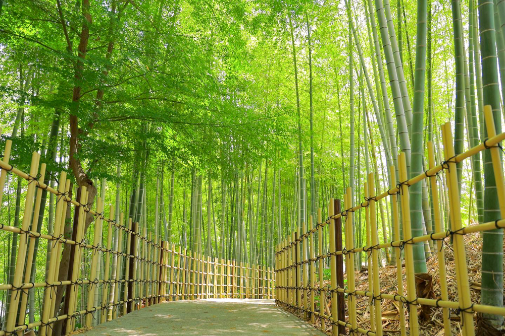 高徳院、アジサイと竹林、６月の夏の花、愛知県豊明市の観光・撮影スポットの画像と写真