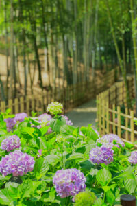 高徳院、アジサイと竹林、６月の夏の花、愛知県豊明市の観光・撮影スポットの画像と写真