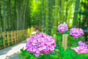 高徳院、アジサイと竹林、６月の夏の花、愛知県豊明市の観光・撮影スポットの画像と写真