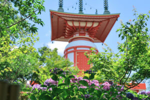 高徳院、アジサイと竹林、６月の夏の花、愛知県豊明市の観光・撮影スポットの画像と写真