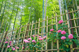 高徳院、アジサイと竹林、６月の夏の花、愛知県豊明市の観光・撮影スポットの画像と写真