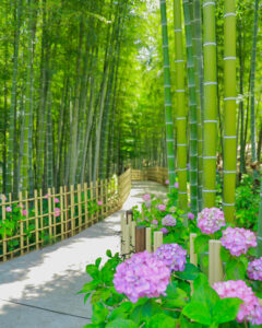 高徳院、アジサイと竹林、６月の夏の花、愛知県豊明市の観光・撮影スポットの画像と写真