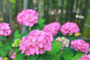 高徳院、アジサイと竹林、６月の夏の花、愛知県豊明市の観光・撮影スポットの画像と写真