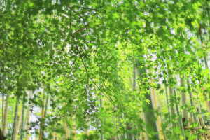 高徳院、もみじ、６月の夏の花、愛知県豊明市の観光・撮影スポットの画像と写真