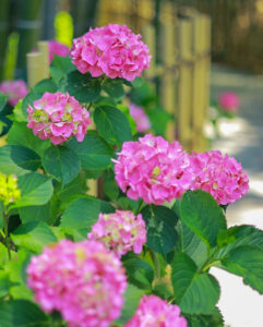 高徳院、アジサイと竹林、６月の夏の花、愛知県豊明市の観光・撮影スポットの画像と写真