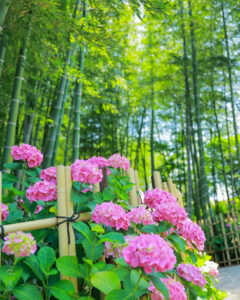 高徳院、アジサイと竹林、６月の夏の花、愛知県豊明市の観光・撮影スポットの画像と写真