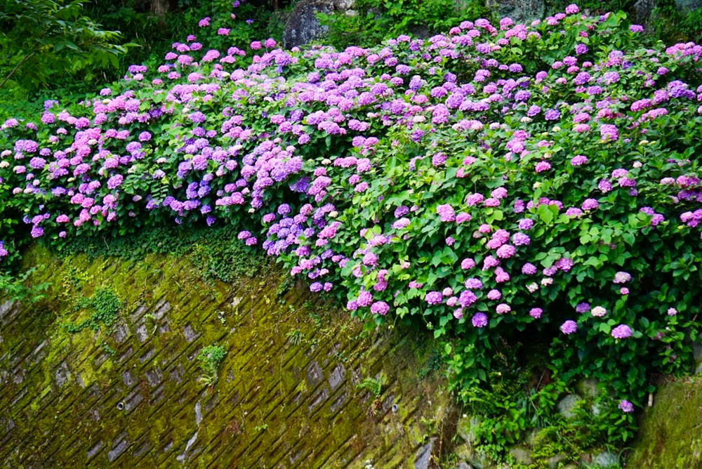 月見の森、あじさい、岐阜県海津市の観光・撮影スポットの画像と写真