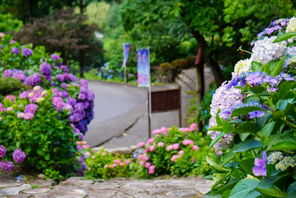 月見の森、あじさい、岐阜県海津市の観光・撮影スポットの画像と写真