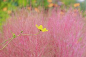 138タワーパーク、コキア、ツインアーチ138、10月の秋の花、愛知県一宮市の観光・撮影スポットの画像と写真