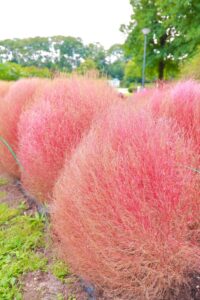 138タワーパーク、コキア、ツインアーチ138、10月の秋の花、愛知県一宮市の観光・撮影スポットの画像と写真