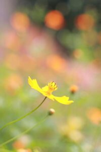 138タワーパーク、コスモス、ツインアーチ138、10月の秋の花、愛知県一宮市の観光・撮影スポットの画像と写真