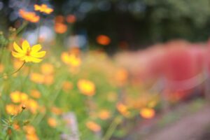 138タワーパーク、コスモス、ツインアーチ138、10月の秋の花、愛知県一宮市の観光・撮影スポットの画像と写真