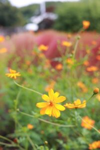 138タワーパーク、コスモス、ツインアーチ138、10月の秋の花、愛知県一宮市の観光・撮影スポットの画像と写真